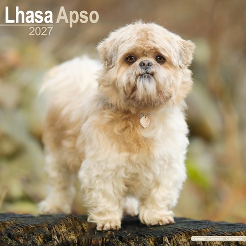 Lhasa apso 2027 - apso,