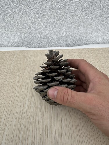 Large natural pine cone - natural, giant