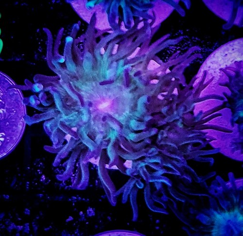 Wysiwyg head duncan coral - 2,
