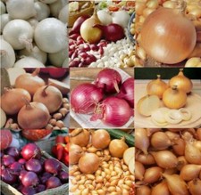 Onion Sets - Assorted