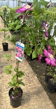 Clematis 'Ville de Lyon'