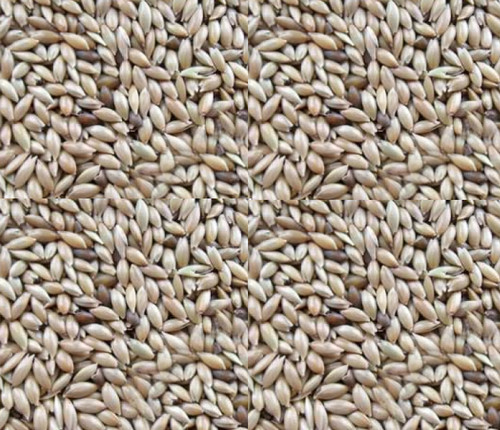20kg plain canary - 20kg,