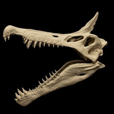 Spinosaurus Mirabilis Skull
