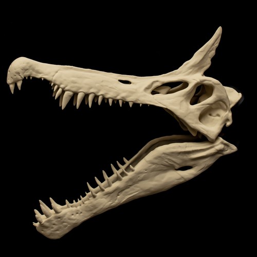 Spinosaurus mirabilis skull - spinosaurus,