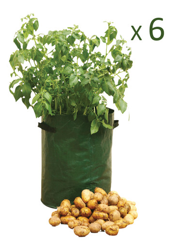 Potato tomato bag planter - potato,