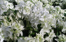 Bougainvillea Mauna Kea Jumbo