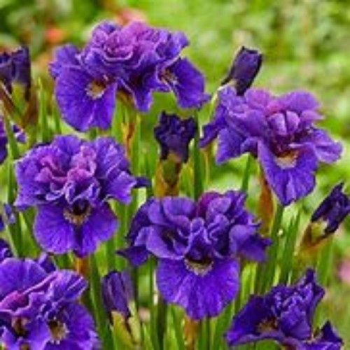 Siberian iris kabluey - -,
