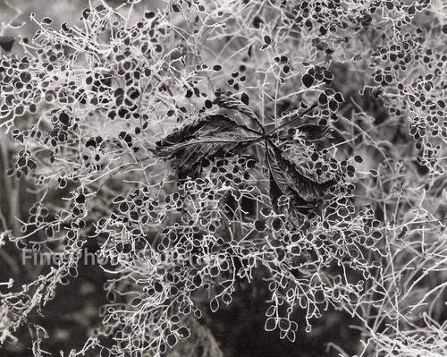 1920 vintage edward steichen - vintage,
