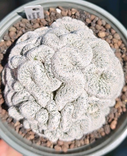 Mammillaria humboldtii crested - mammillaria,