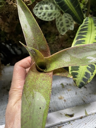 Bromeliad plant epiphytic - bromeliad,