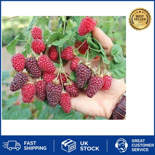 Delicious tayberry plant - delicious,