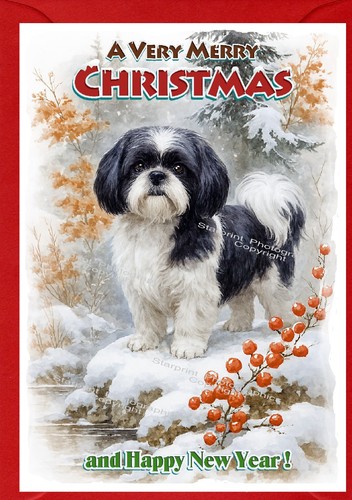 Shih tzu dog - tzu, card