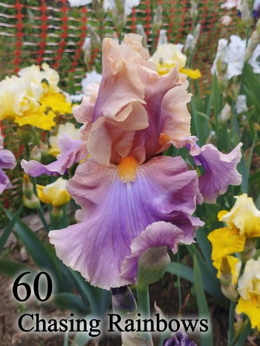 Rhizome iris germanica - iris,