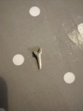 A Sand Tiger Shark Shark Teeth