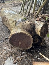 Big Laburnum Trunk, Blank