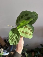 Rabbit foot maranta 