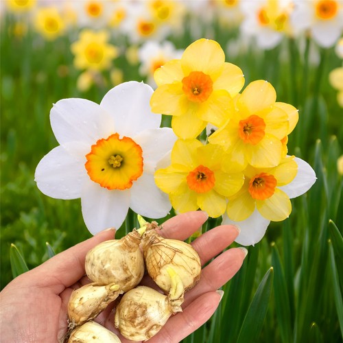 100 dwarf daffodil bulb - bulb, mix