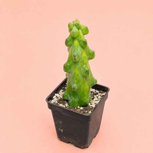 Myrtillocactus geometrizans - myrtillocactus,