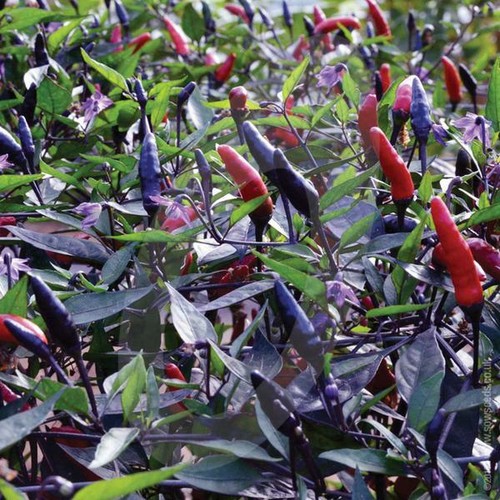 Pepper hot chilli zimbabwe - pepper,