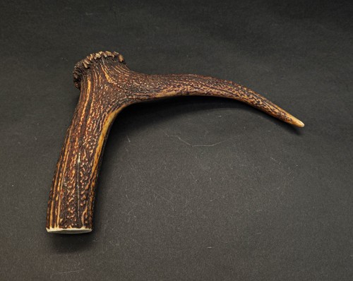 Beautiful deer antler horn - deer,
