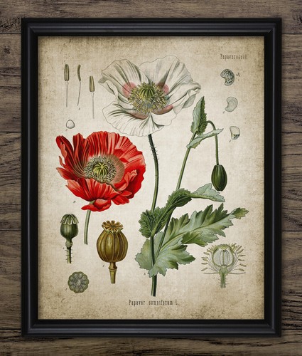 Opium poppy antique - poppy, print