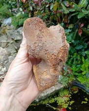 Fossil Woolly Mammoth Foot Bone ~Ice Age~          North Sea 