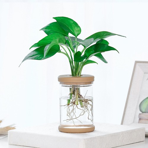 Transparent vase plant - vase,