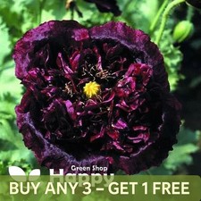 POPPY BLACK PEONY - 1000 SEEDS