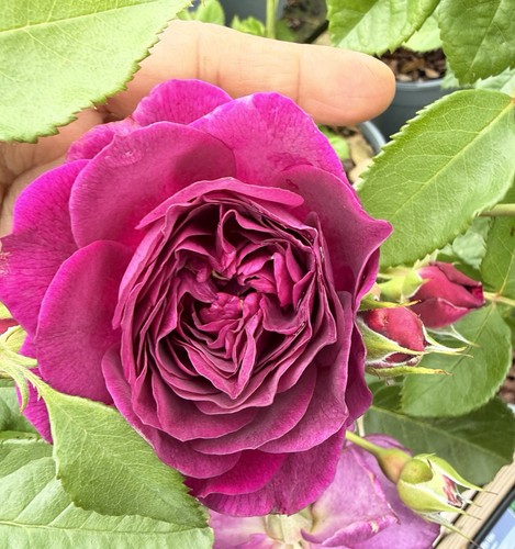 Ebb tide rose bush - tide,