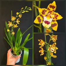 Oncidium - Tiger. 1 Spike