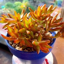 Sedum Adolphi Firestorm New