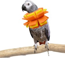Neck Collar for African Grey