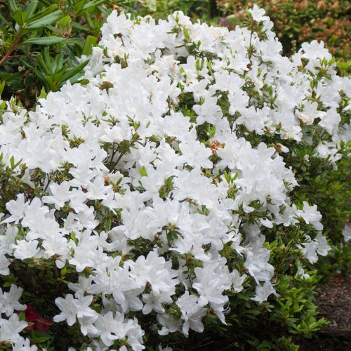 Colourful garden shrub white - shrub,