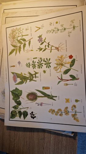Vintage macmillan school - macmillan,