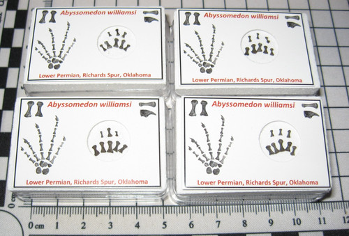 Permian parareptile