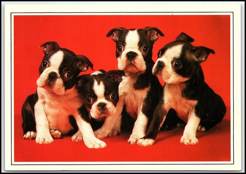 Vtg boston terrier puppies - vtg,