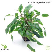 Cryptocoryne beckettii Live Aquarium Plants Tropical Aquascaping Tank K2AQUA