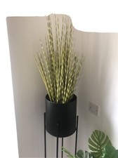 Zebra Grass Plant in Pot (75cm x 23cm)