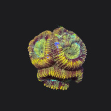 Gold & Pink Pastel Favia