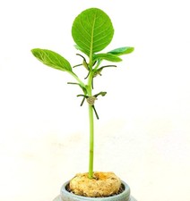 Dorstenia cuspidata 10 SEEDS -
