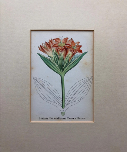 Antique hand coloured - antique,