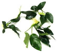 Anubias nana live - 3x,