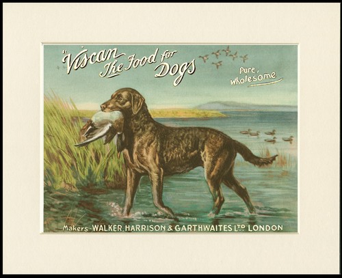 Chesapeake bay retriever dog - bay,