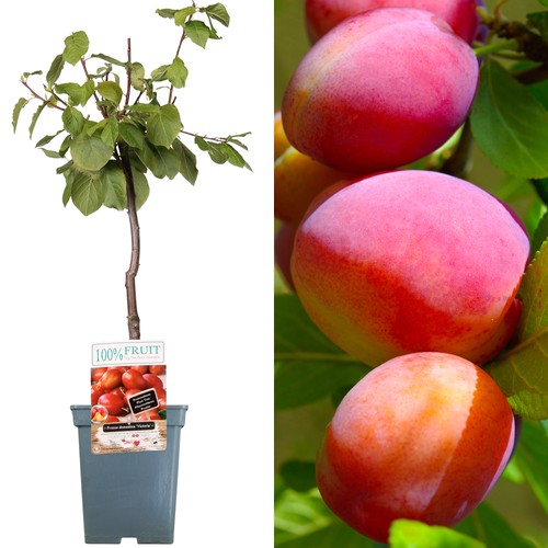Patio fruit tree - fruit, collection
