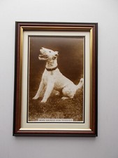 DOG PHOTO'S - WIRE HAIRED FOX