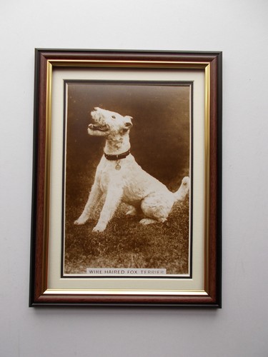 Dog photo wire haired fox - -,