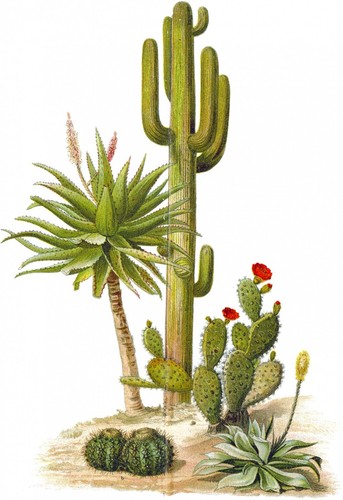 Cactus cacti succulents - cactus,