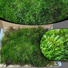 Live Carpet Moss for Terrariums Mossariums Vivariums | 30cm x 20cm