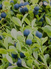 10x Bilberry European
