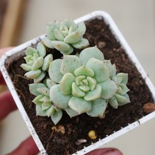 Echeveria Puff 4-5cm Cluster